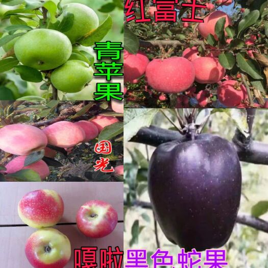 平邑县 红富士树苗嫁接青苹果苹果树苗地栽盆栽国光南北方种植当年结果