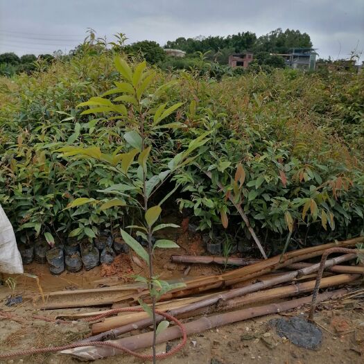 广州红椎树苗