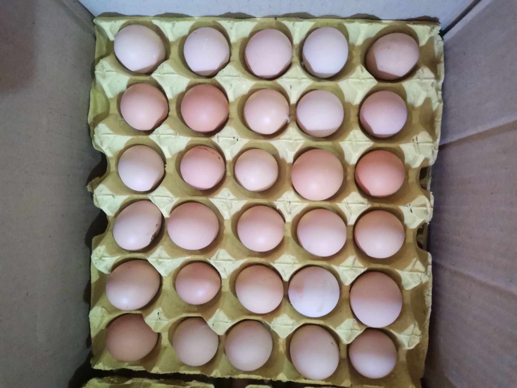 粉壳蛋 食用 箱装