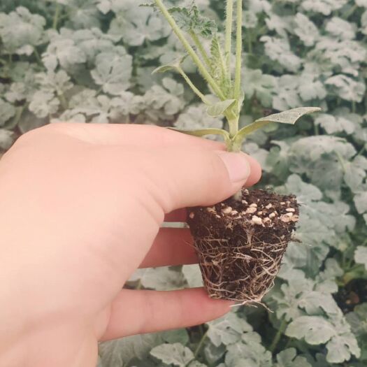 宿州 嫁接8424西瓜苗，直生苗，保质保量，现货提供
