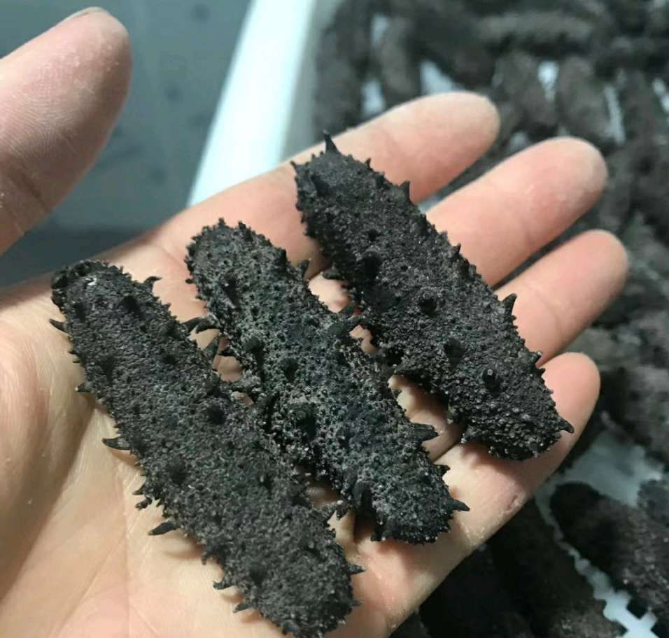 大连底拨辽参海参淡干海参国标淡干海参高泡发8-15倍量大来谈