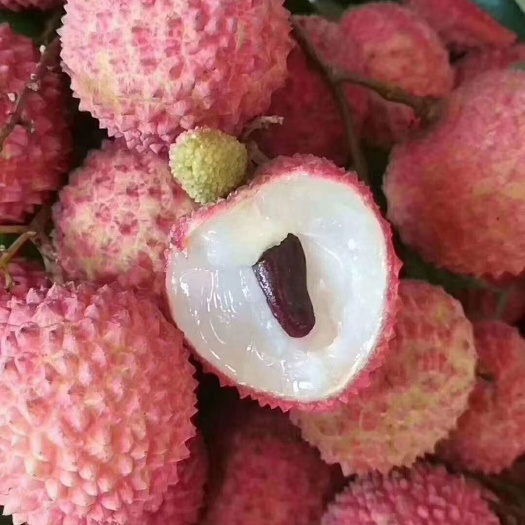广州 桂味荔枝