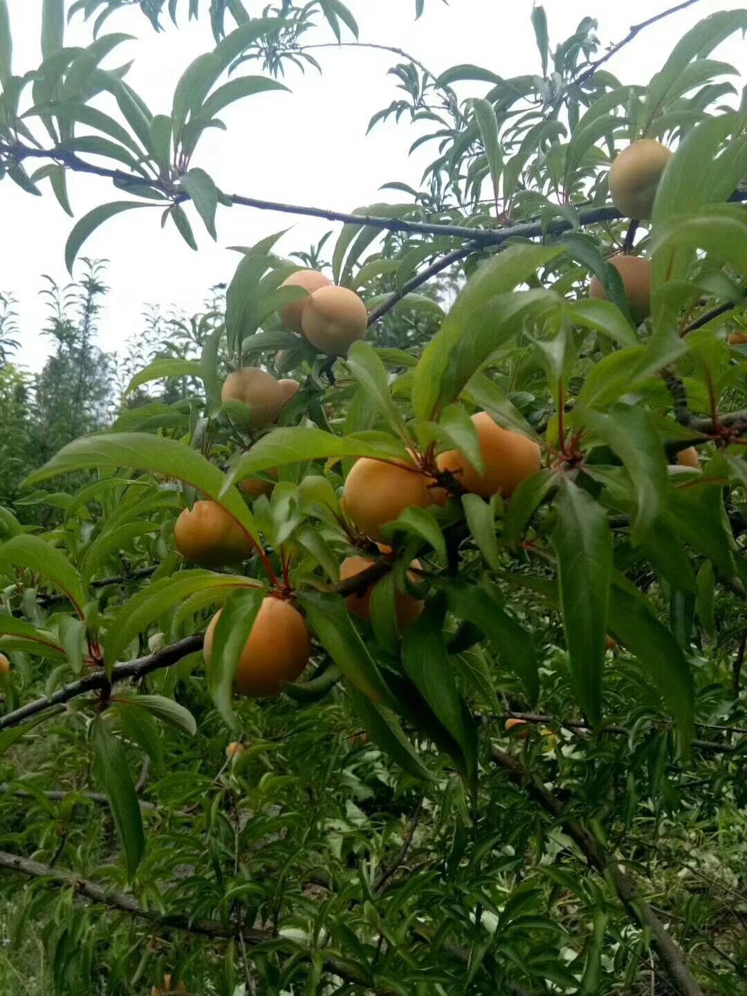  贵州蜂糖李