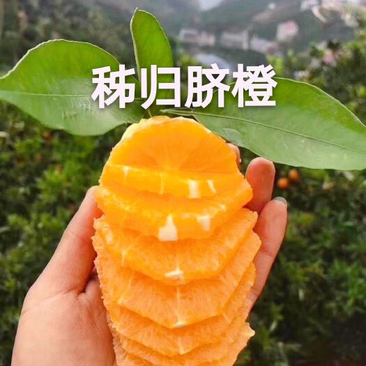 夏橙  橙子.长虹江边货一级果大量供应口感甜果面好榨汁橙子.