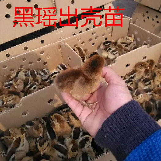 简阳市 各类土鸡苗，价格美丽，质量过关