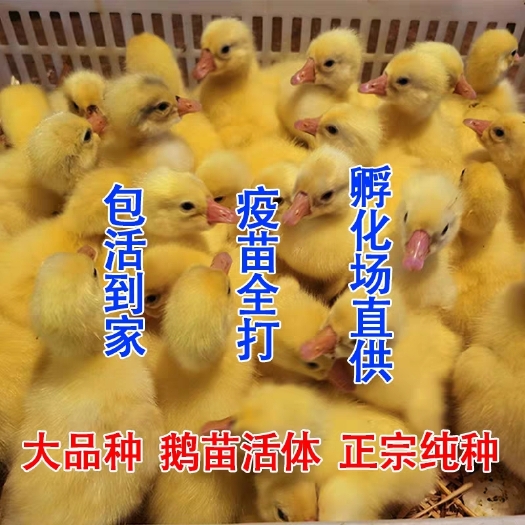 南宁 鹅苗，大三花白鹅苗，诚信企业，质量有保证，包打疫苗