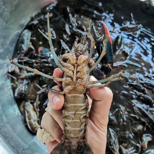 海口 大量供应澳洲淡水小龙虾