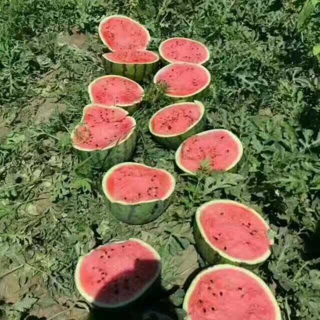 西瓜，优质吉林西瓜。批量供应，可视频看货，代发全国。