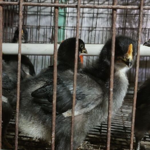 哈尔滨笨鸡 2斤以下 统货