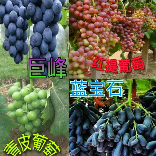 平邑县 葡萄树苗蓝宝葡萄红提葡萄苗南北方种植果树苗当年结果