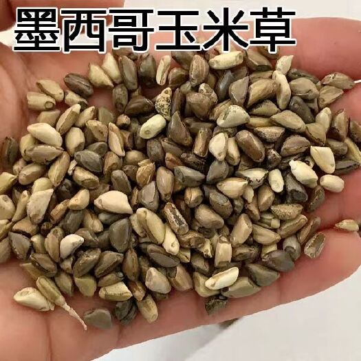 墨西哥玉米草种子  墨西哥玉米草种子