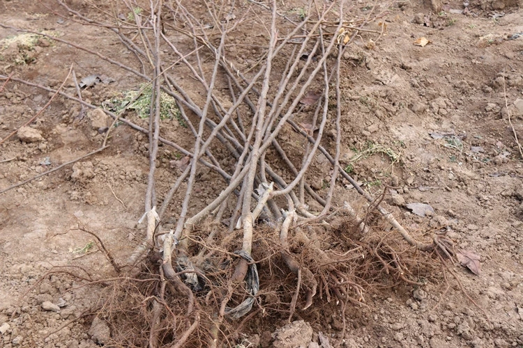 果树苗 秋月梨树苗 南北方种植当年结果 三包服务 规格齐全