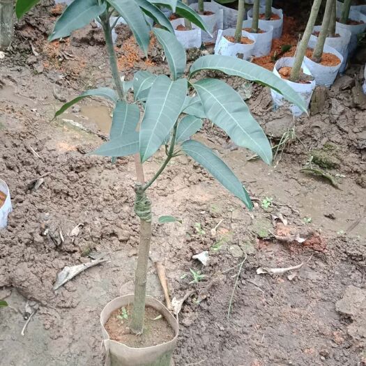  芒果苗