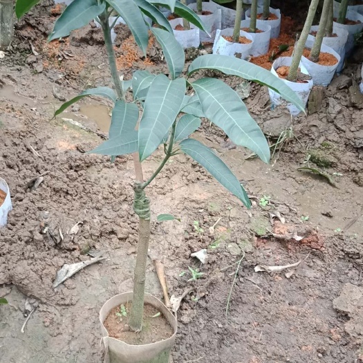 灵山县 芒果苗