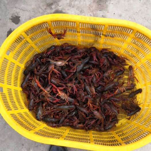 沙洋县 虹云小龙虾产地直供