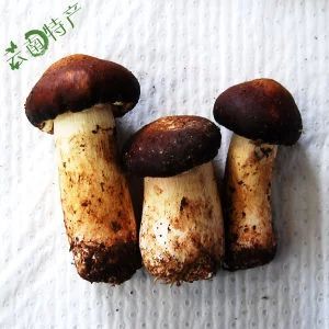 昭通赤松茸大球盖菇