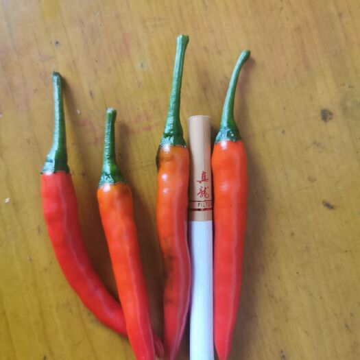 天等县 指天椒，朝天椒，广西辣椒，小米椒，红辣椒