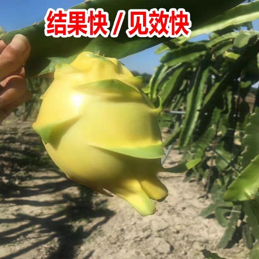 灵山县 燕窝火龙果苗麒麟果黄龙火龙果苗四季结果 当年结果 盆栽果