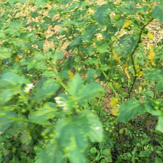 桃源县 龙葵草