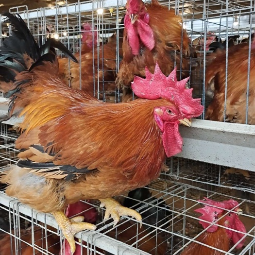 广州麻鸡苗  K9麻黄鸡苗: 母苗，长速快，欢迎咨询