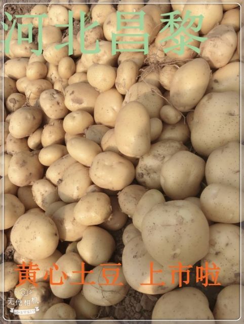 昌黎县河北昌黎精品沃土系列，实验一系列，雪早系列