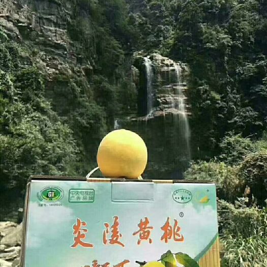 炎陵县 炎陵农民很不容易栽培的“炎陵黄桃”