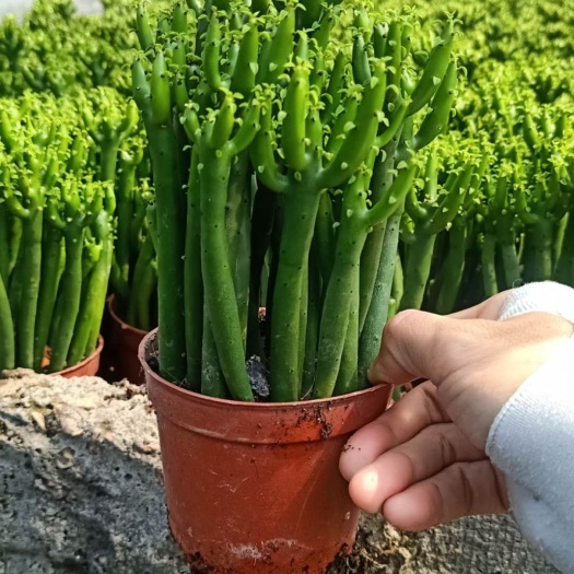  光棍树一箱35盆110元