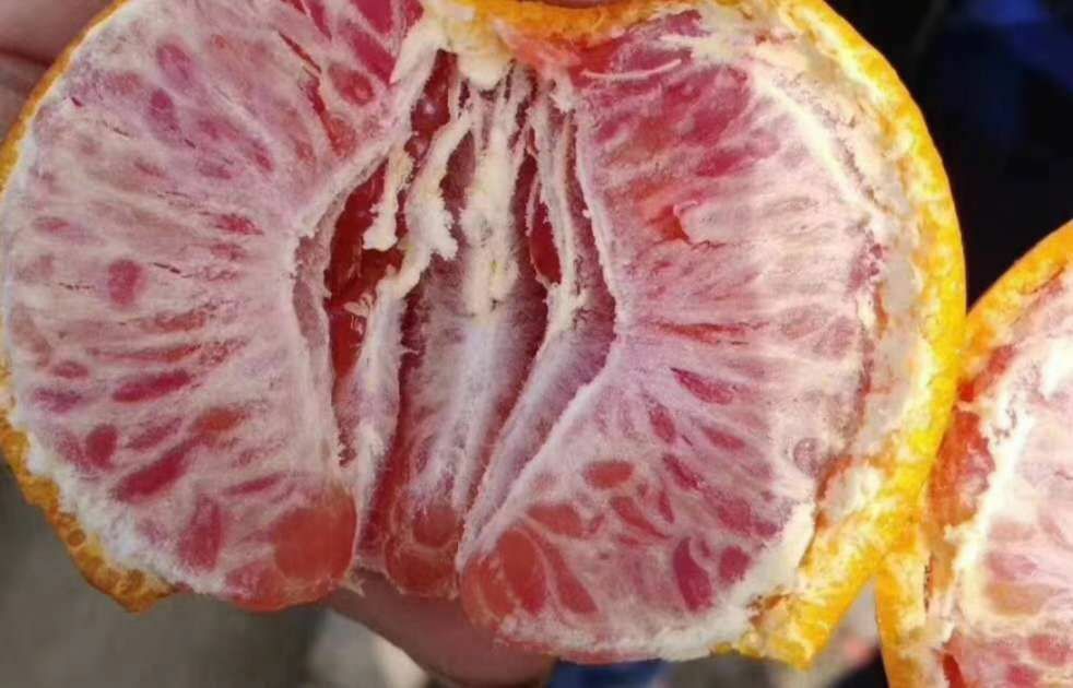 成都媛红碰柑苗  媛红椪柑 柑橘新品种，含有花青素的柑橘品种，必