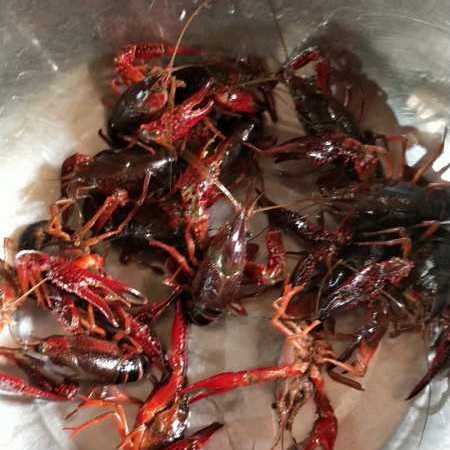 泸县红壳小龙虾 4-6钱，好货