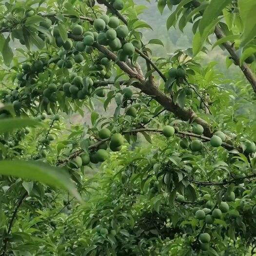 镇宁县 贵州四月李