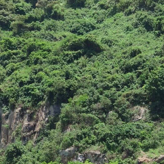 江门 天门冬（天冬）