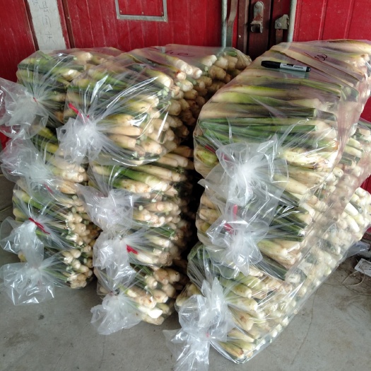 郎溪县 自产双季茭白，优质茭白