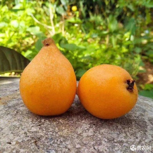 丽江攀枝花米易枇杷