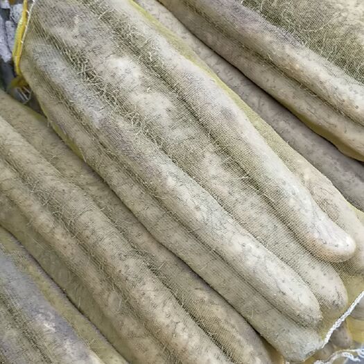 蠡县小白嘴白山药 通货