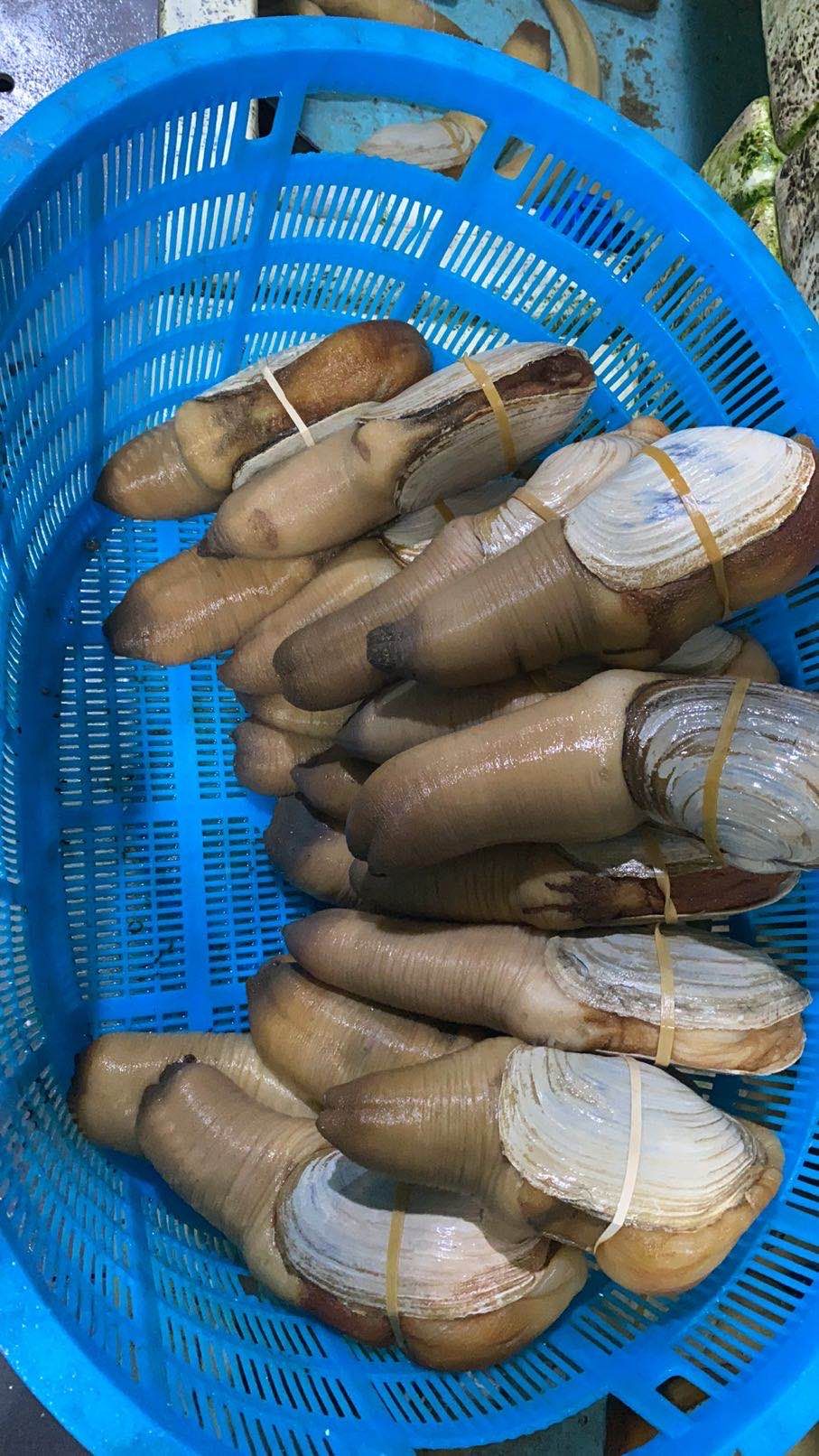  象拔蚌，刺身蚌，海产活体，加拿大蚌
