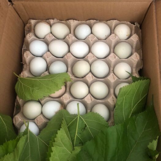 襄樊 桑叶土鸡蛋营养价值高，具有药用和食用的价值