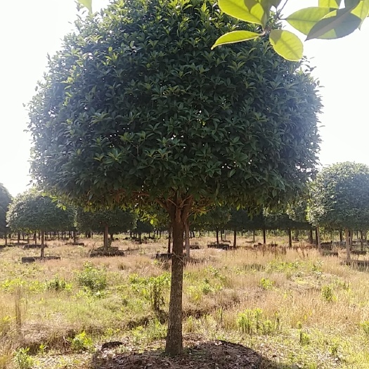 丹桂  桂花树高杆金桂地径10一30公分，大量供应