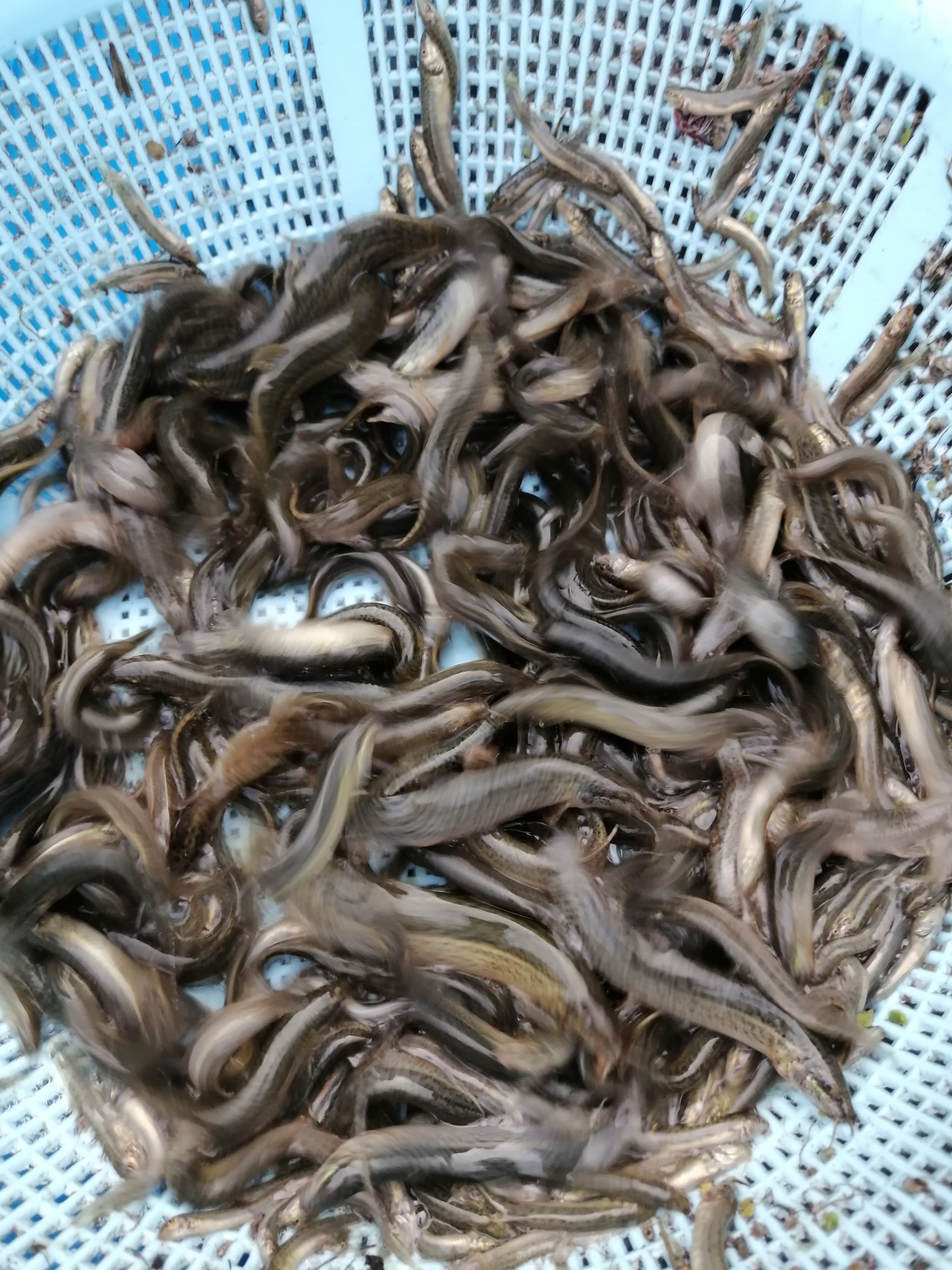  各种规格泥鳅