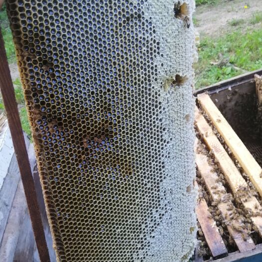 虎林市黑蜂蜂蜜 自已养殖的蜜蜂所酿造，无污染，产自大山深处的黑蜂椴树蜜