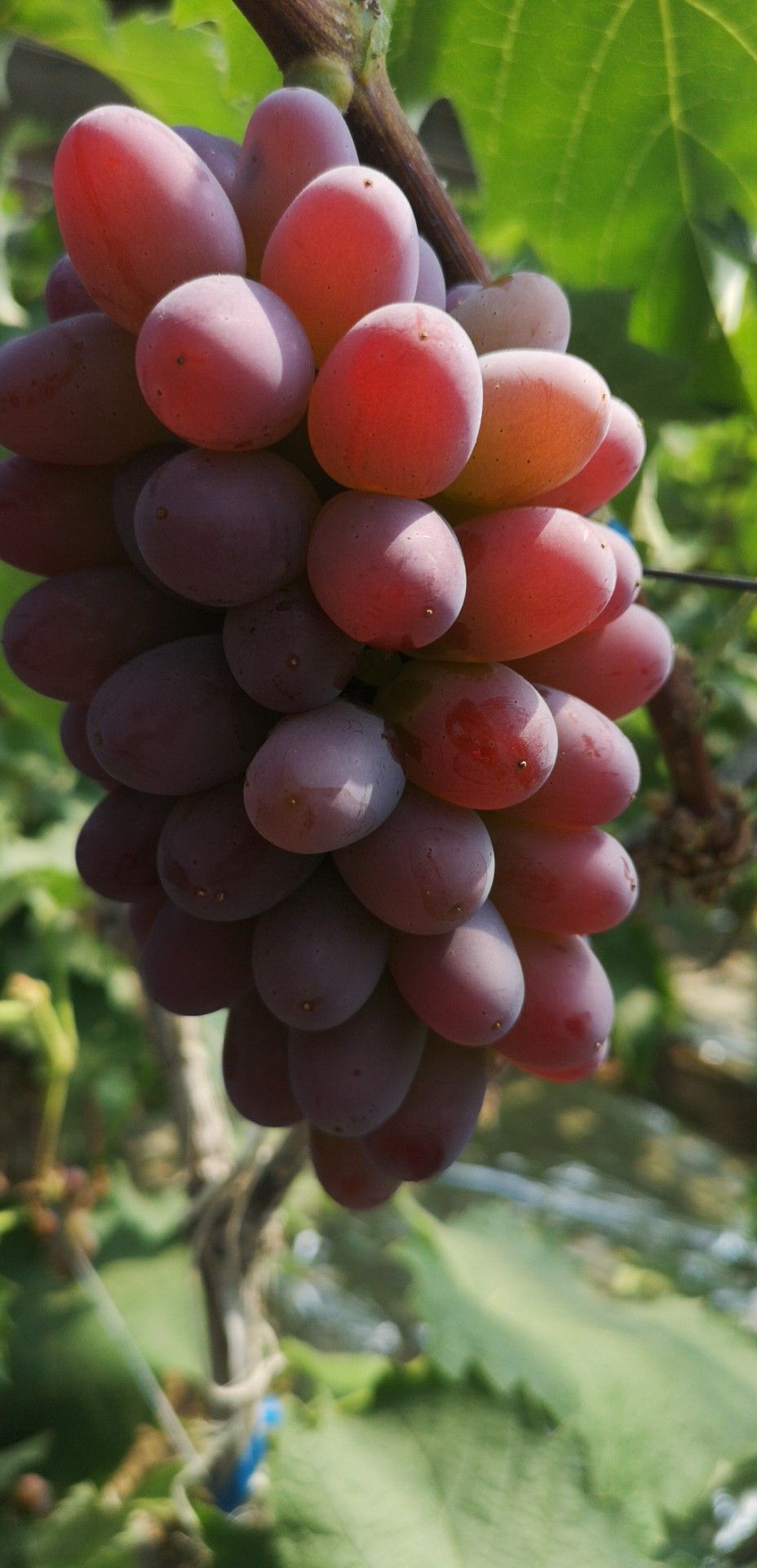 玉隆玫瑰葡萄成熟期图片