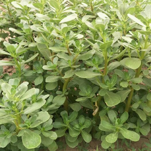 辛集市马齿苋 大量马齿笕鲜菜供应