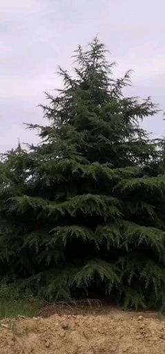 西安 8—12米雪松一级货