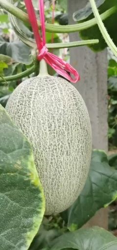 潍坊西州蜜 各种甜瓜