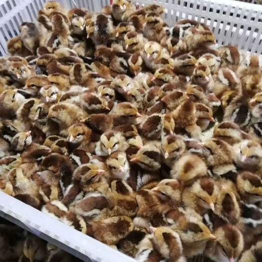 南宁麻鸡苗  新麻6