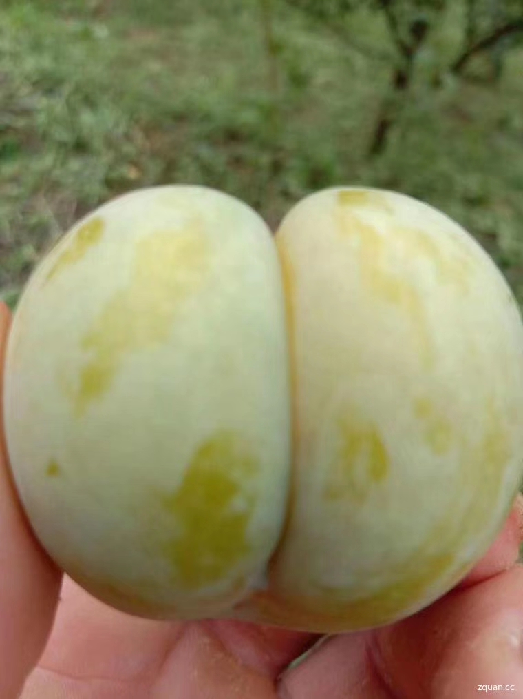  贵州蜂糖李
