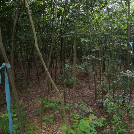 句容市 精品朴树小苗
