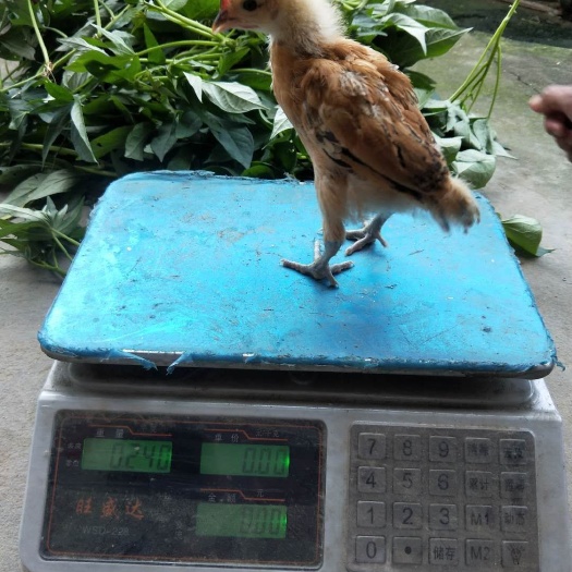 会同县青脚土鸡苗 青脚土鸡 脱温苗