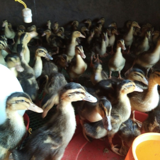 广南县麻鸭苗 麻鸭全母价格便宜