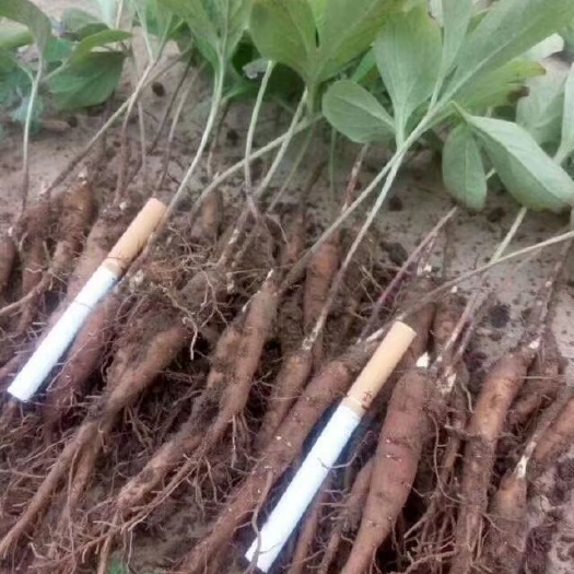 亳州赤芍种苗 赤芍苗质量好。