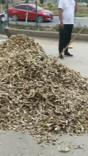 鲜平菇  干平菇，产地直销，一手货源，